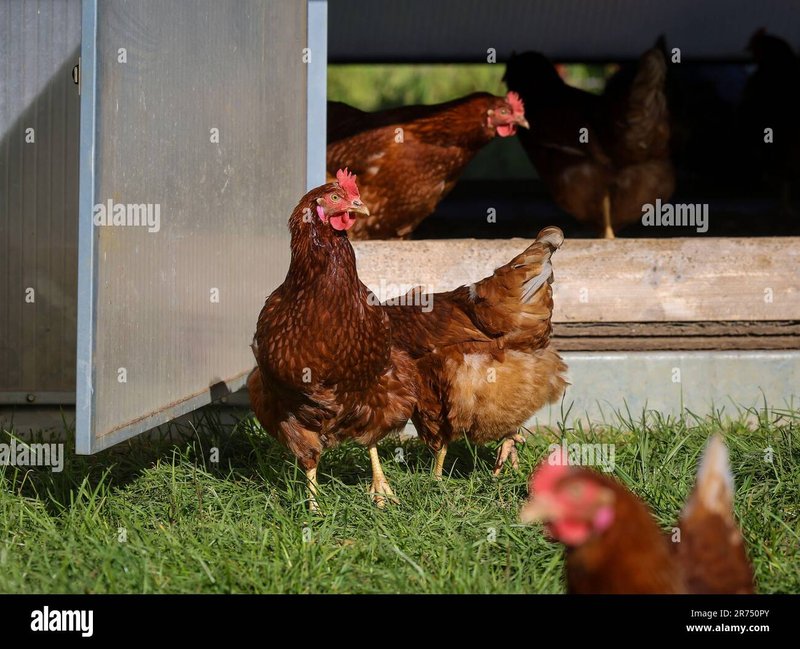 Entdecken Sie die Faszination von Chicken Road in Deutschland und Überall - overview